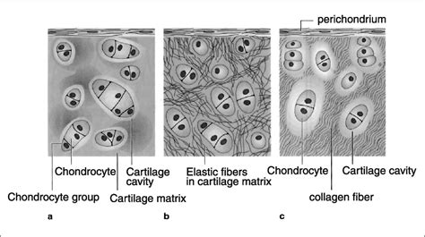 Connective Tissue Cartilage Fibrocartilage