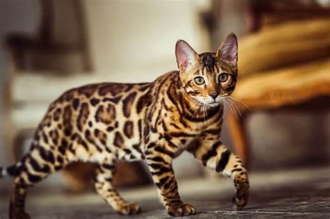 Meet the Bengal Cats! - SeaQuest