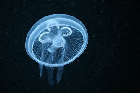 1,900+ Moon Jellyfish Habitat Stock Photos, Pictures & Royalty-Free ...