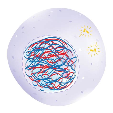 Interphase is the phase of the cell cycle. 19849093 Vector Art at Vecteezy