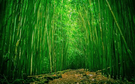 Chinese Bamboo Wallpapers - Top Free Chinese Bamboo Backgrounds ...