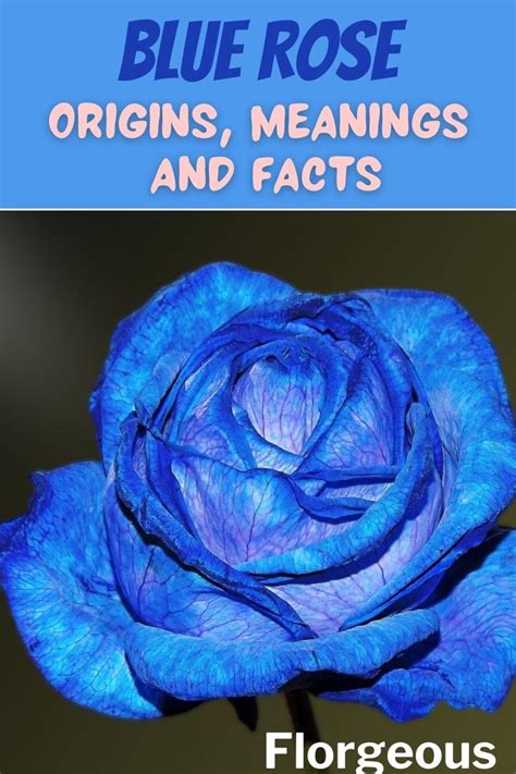 Blue Roses: Meaning and Photos | Blue rose meaning, Blue rose, Blue roses