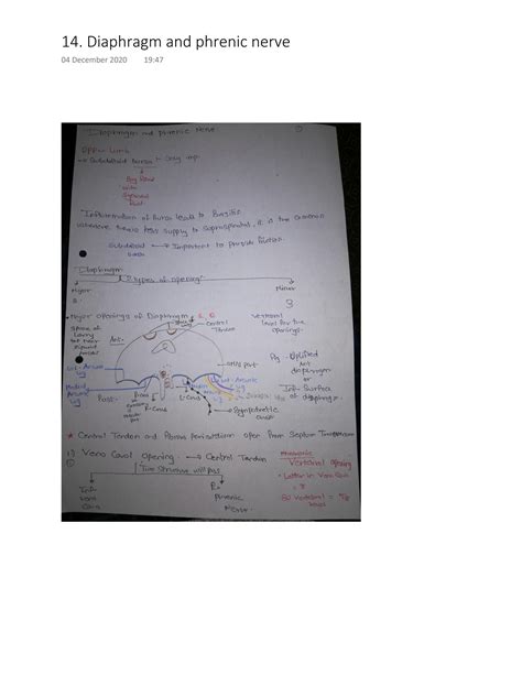 SOLUTION: Diaphragm and phrenic nerve - Studypool