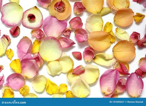 Rose Petals on a White Background Stock Image - Image of abstract ...