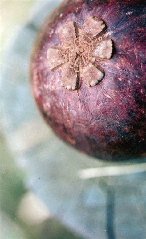 mangostino #frutas Plum, Fruit, Diy, Food, Exotic Fruit, Manualidades, Bricolage, Essen, Do It ...