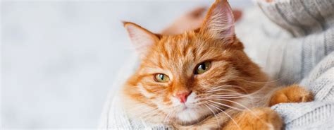 Top 10 Yellow Cat Breeds You Should Know