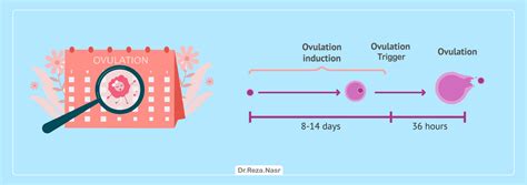 Ovulation Induction - Dr Reza Nasr