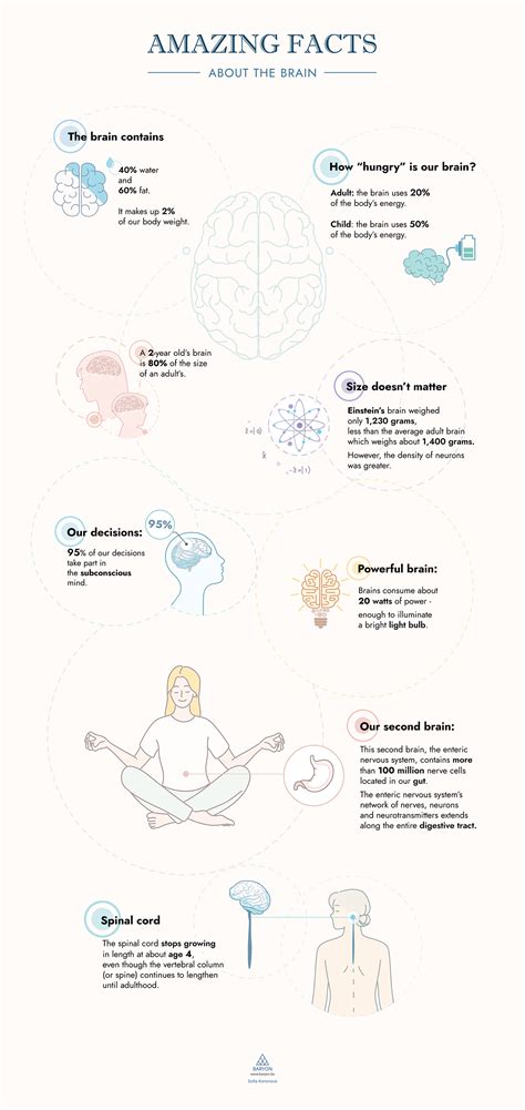 Brain Infographic :: Behance