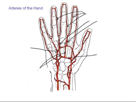 Hand: palmar arteries Diagram | Quizlet