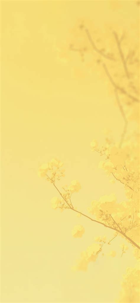 Yellow Blossom Tree Aesthetic Wallpaper - Cool Yellow Wallpaper