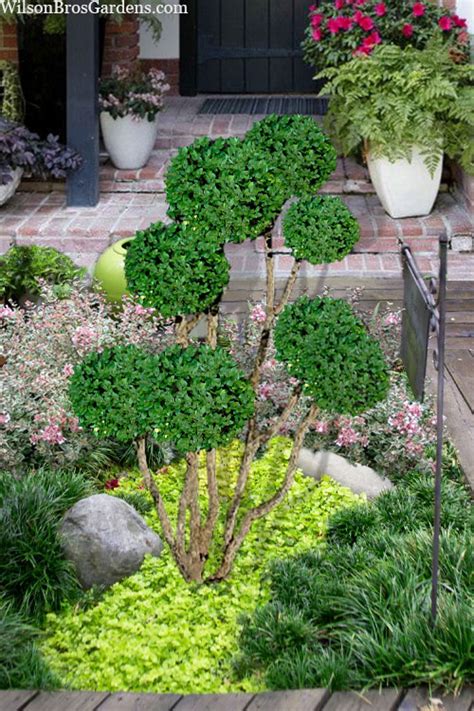 Buy Green Mountain Boxwood Pom Pom Topiary | FREE SHIPPING | Wilson ...