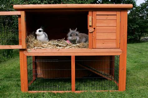 21 Rabbit House Ideas for Indoor & Outdoor Bunnies