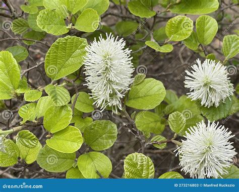 Plumebush, Fothergilla Major Stock Image - Image of large, flowers ...