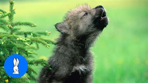 Baby Arctic Wolf Howling