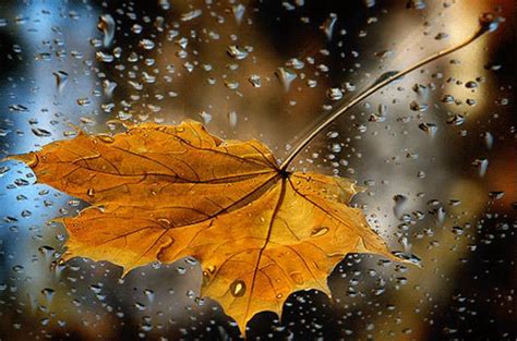 Autumn Rain Pictures, Photos, and Images for Facebook, Tumblr ...