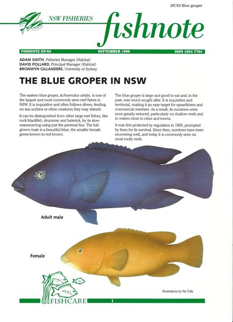 (PDF) The blue groper in NSW