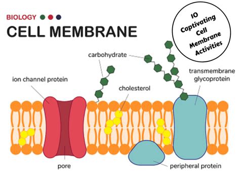 10 Captivating Cell Membrane Activities - Teaching Expertise