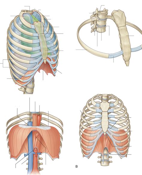 AP - PULM - Anatomy pt 1 Diagram | Quizlet