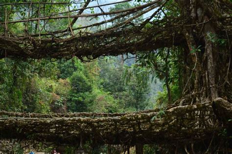 TREK TO DOUBLE DECKER LIVING ROOT BRIDGE - Travel tales of a dentist ...