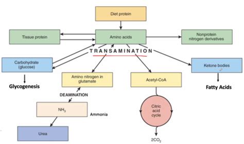 Protein Metabolism Flashcards | Quizlet