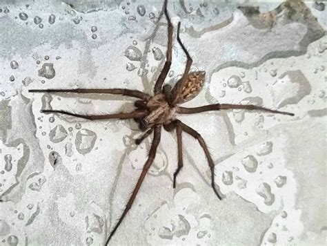 Giant House Spider - A-Z Animals