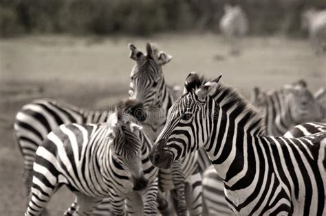 Herd of zebras stock photo. Image of mara, nature, equine - 7543650