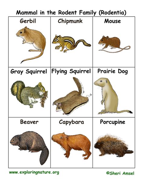 Rodent Family Flashcards (Rodentia)