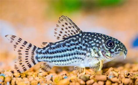 7 Best African Cichlid Tank Mates (With Pictures) - KaveMan Aquatics