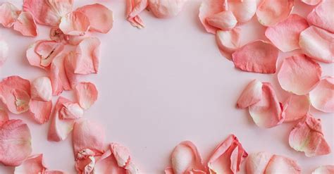 Scattered rose petals on white background · Free Stock Photo