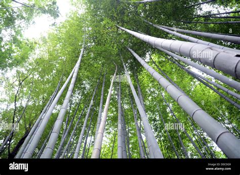 Arashiyama Bamboo Path through the Sagano Bamboo Forest Stock Photo - Alamy