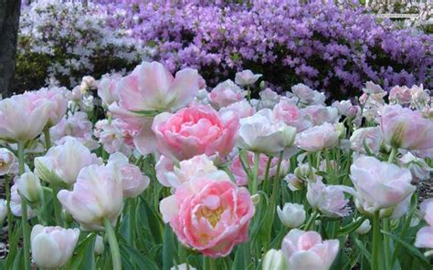 50+ Hình ảnh hoa Tulip - Tổng hợp những hình ảnh hoa Tulip đẹp nhất ...