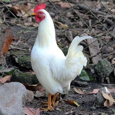 White Leghorn Chicken Breed | White leghorn chicken, Leghorn chickens ...