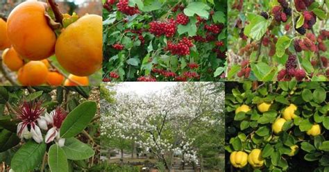 10 Beautiful Under-Used Edible Trees and Shrubs to Transform Yards into ...