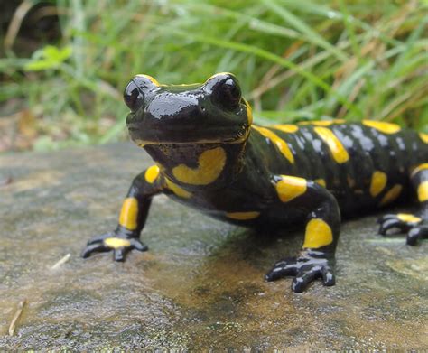 Fire salamander | San Diego Zoo Wildlife Explorers