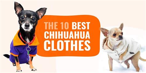 10 Best Chihuahua Clothes – Sizing, Fabrics, Buying Guide & Reviews!