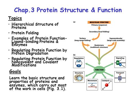 Protein Structure And Function