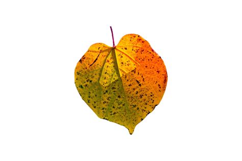 🥇 Image of overlay leaf illustration autumn nature png Autumn Leaves ...