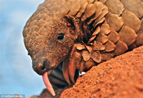 Pangolin Baby