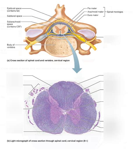 Cervical Spinal Cord Cross Section