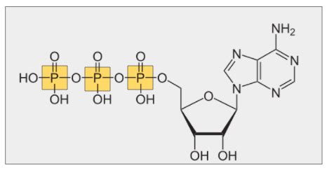 ATP (Adenosine Triphosphate) — Structure & Function - Expii