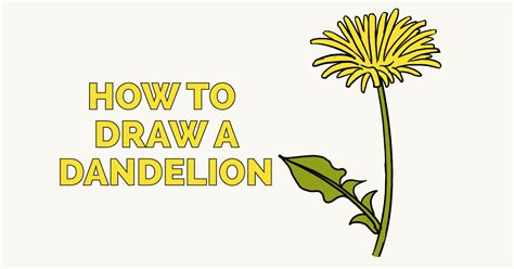 How to Draw a Dandelion - Really Easy Drawing Tutorial