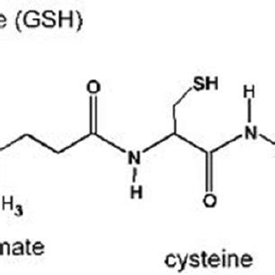 structure of glutathione | Download Scientific Diagram