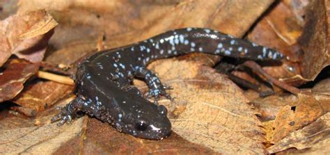 Blue Spotted Salamander Facts and Pictures