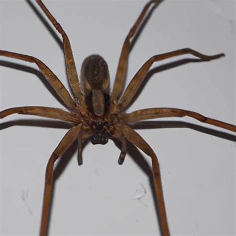 The Giant House Spider: An Intriguing Arachnid Inside Your Home