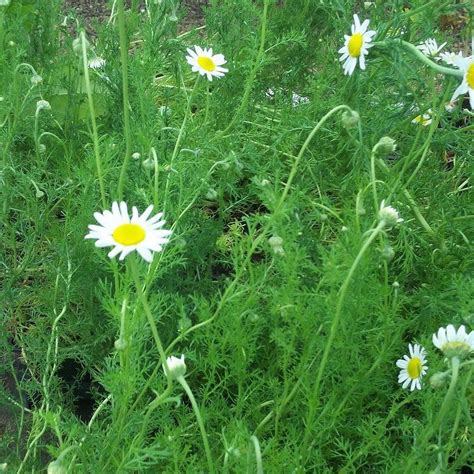 Chamaemelum nobile, Roman Chamomile | Buy Herb Plants