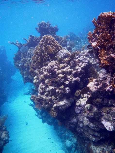 Snorkeling Roatán Honduras