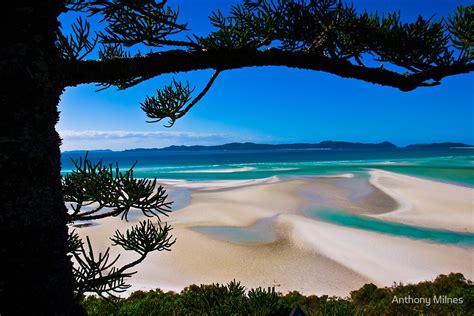 "Whitehaven Beach, Queensland" by Anthony Milnes | Redbubble