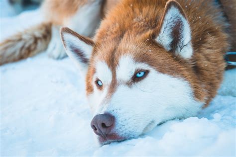 Siberian Husky In Snow, HD Animals, 4k Wallpapers, Images, Backgrounds ...