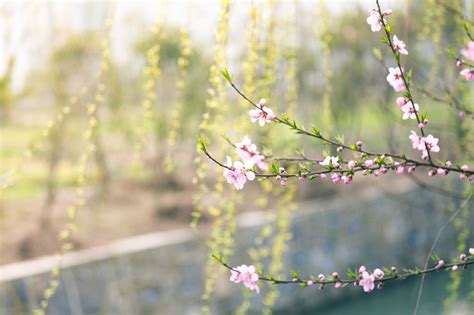 Selective Focus Photography of Pink Flowers · Free Stock Photo