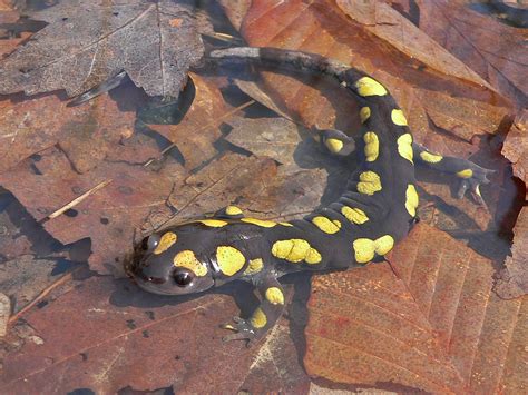 Spotted Salamander – Life List Blog Posts